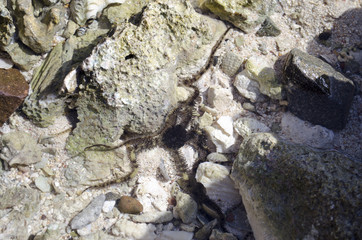 starfish on the beach