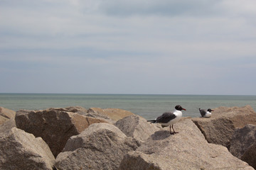 Carolina Beach Birds