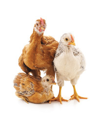 Three little chickens.