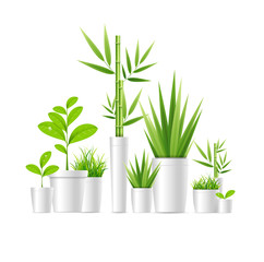 Realistic Detailed 3d Green Houseplant Pot. Vector