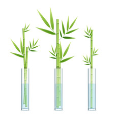 Realistic Detailed 3d Lucky Bamboo Plant or Dracaena Sanderiana Set. Vector