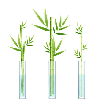 Realistic Detailed 3d Lucky Bamboo Plant Or Dracaena Sanderiana Set. Vector