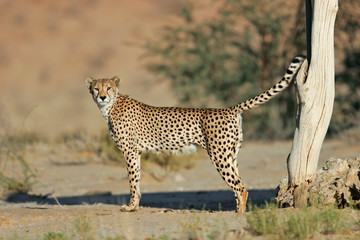 Dominant male cheetah (Acinonyx jubatus) marking its territory, Kalahari desert, South Africa.