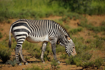Fototapeta na wymiar Cape mountain zebra (Equus zebra) in natural habitat, Mountain Zebra National Park, South Africa.