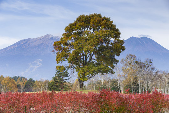 紅葉したブルーベリーとナラの木