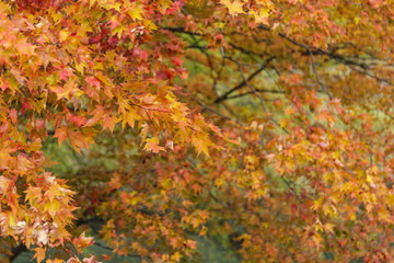 紅葉したモミジ