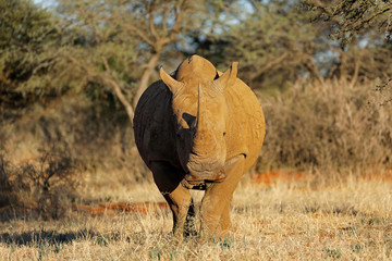 Obraz premium Nosorożec biały (Ceratotherium simum) w środowisku naturalnym, RPA.