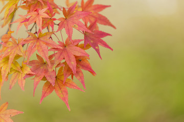 紅葉したモミジ