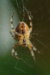 Garden spider in its web