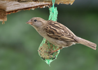 Haussperling Weibchen an einem Meisenknödel bei der Winterfütterung mit grünem Hintergrund