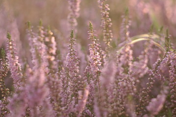 blooming heather flowers on the meadow