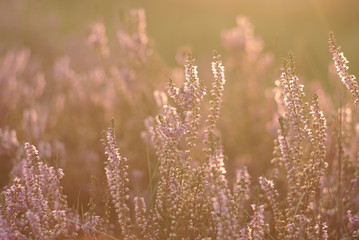 blooming heather flowers on the meadow