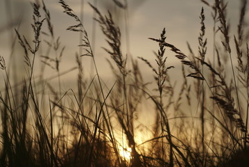grass at sunset