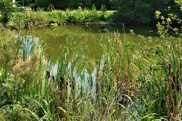 Wald - Wasser - See - Spiegelung