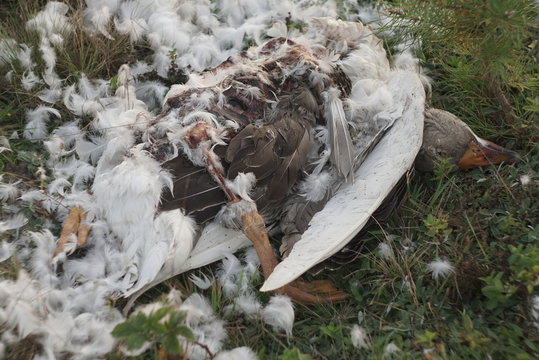 Dead Goose Killed By Fox