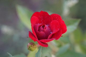 red rose in garden