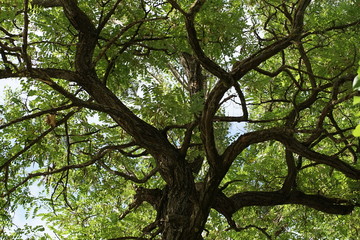 tree