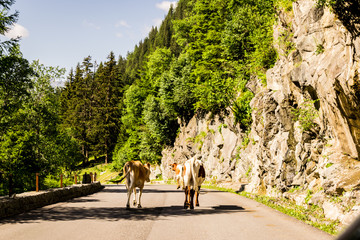 Fototapeta premium Cows on the mountain road. Two cows on the road.
