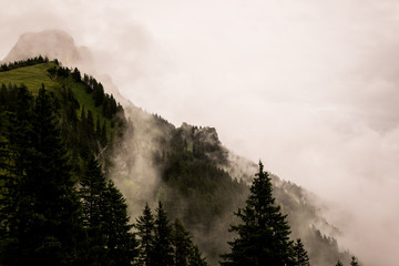 Foggy mountains. Fog between trees. Gloomy picture on loneliness.