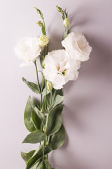 Cute white flowers on the grey background. vertical.