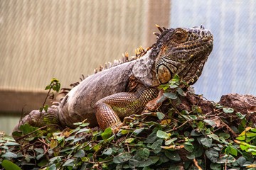 Naklejka premium Leguan im Schmetterlingspark