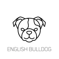 English bulldog linear face icon. Isolated outline dog head vector