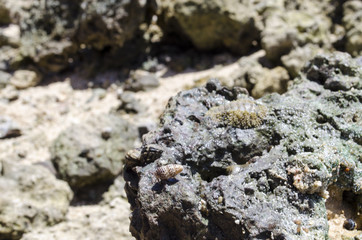 small crab on stone