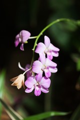 Fototapeta na wymiar Pink Flowers Orchids
