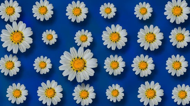 Floral pattern of white chamomile flowers on dark blue background. 4k video.