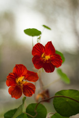 Nasturtium Duo