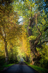 Old tree avenue and forest in nature in the early golden morning. Moody light with autumn and fall leaves. Rest in the forest during the forest walk with the green lung, forest walk and breathwalk.