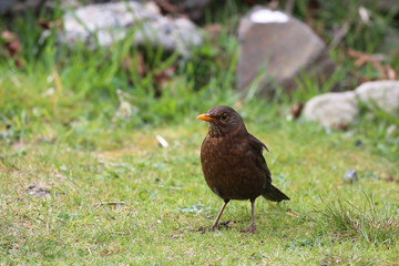 blackbird on grass