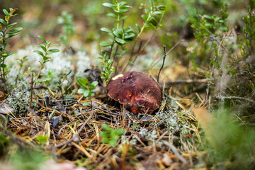 Mushrooms in the forest wilderness