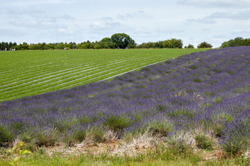 The lavender field before flowering.