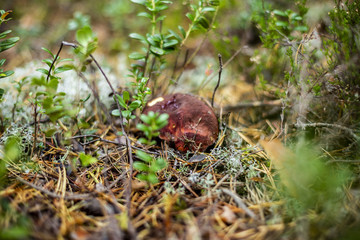 Obraz premium Mushrooms in the forest wilderness