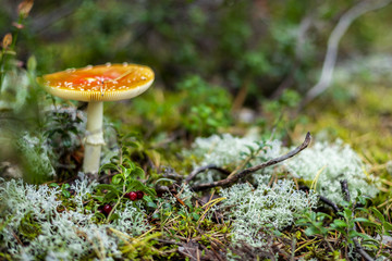 Mushrooms in the forest wilderness