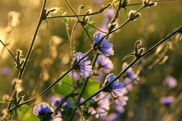 Blossom of the blue cichorium (Cichorium intybus). Blue flowers of chicory on the background of the summer landscape. Healing herbs. Flowers on the blurred background in sunlight.