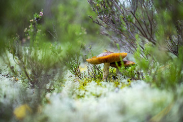 Mushrooms in the forest wilderness