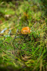 Mushrooms in the forest wilderness