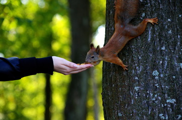 squirrel eating from hand