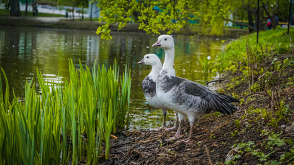 Geese by the lake in Gorky Park. Moscow