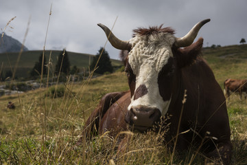 Krowa mleczna na pastwisku w górach - obrazy, fototapety, plakaty