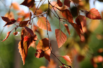 Birch branches with colorful leaves in sunlight. Summer background with birch leaves.