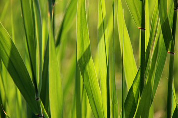 Background with green leaves of common reed. Closeup of leaves of bulrush in sunlight. Common reed (Phragmites australis) growing on the lake.