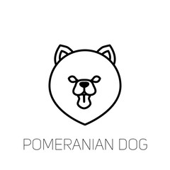 Pomeranian spitz tongue out. Dog breed linear face icon. Isolated vector line dog head