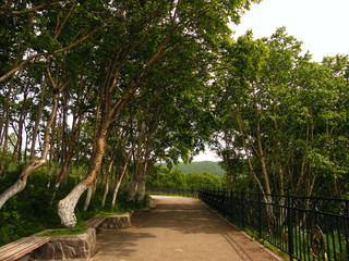 Obraz premium road in forest