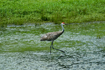 Sandhill Crane in the Water Hazard 2