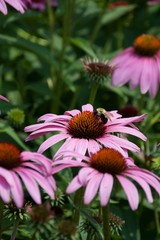 Bee on Flower