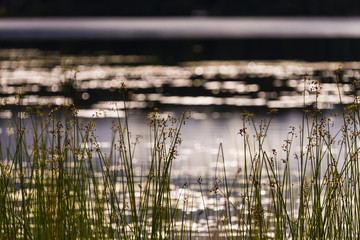 Spike rush plants on the Spider Lake lakeshore