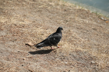 pigeon